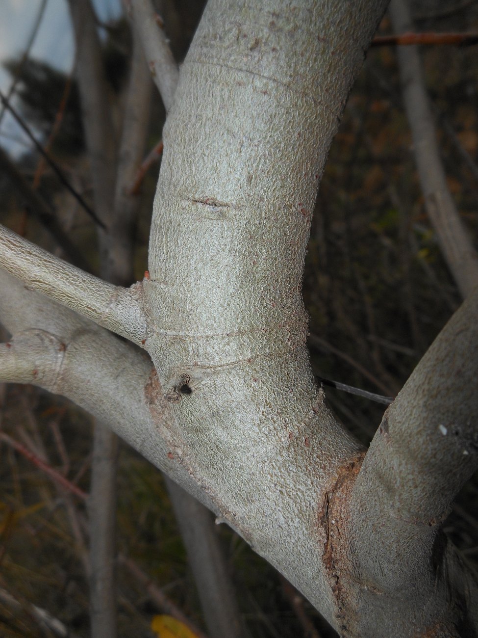 Salix atrocinerea / Salice di Gallura